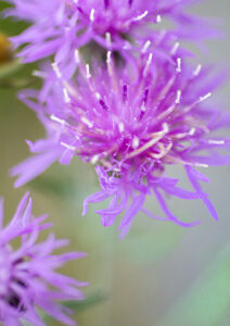 Purple Flower - Photo by Ron Miller - ronmiller.com