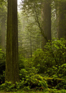 Redwoods 2 - Photo by Ron Miller - ronmiller.com