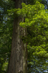 Redwood - Photo by Ron Miller - ronmiller.com