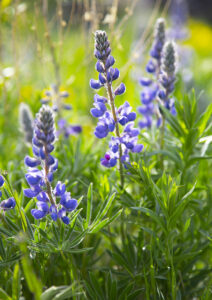 Lupine - Photo by Ron Miller - ronmiller.com