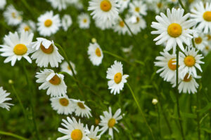 Daisies - Photo by Ron Miller - ronmiller.com