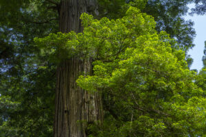 Redwood Tree - Photo by Ron Miller - ronmiller.com