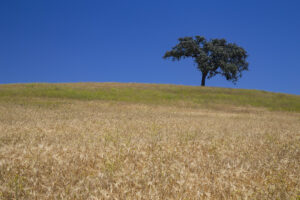 Tree Among Wheat (Horiz) - Photo by Ron Miller - ronmiller.com